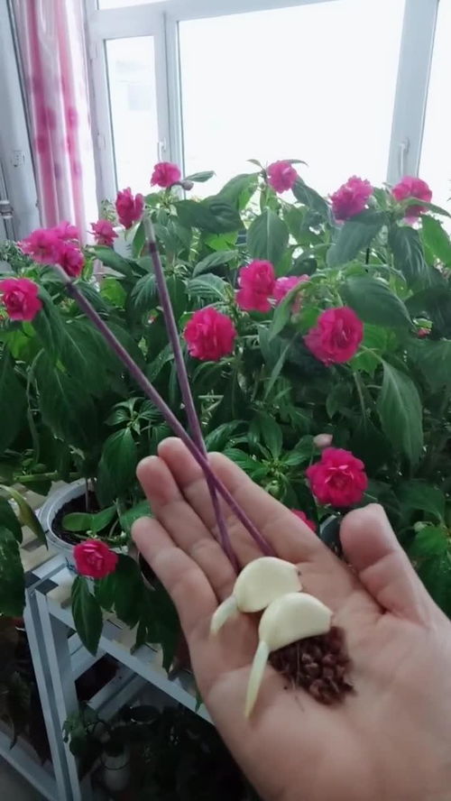 詳細講解各種花卉的養護小知識