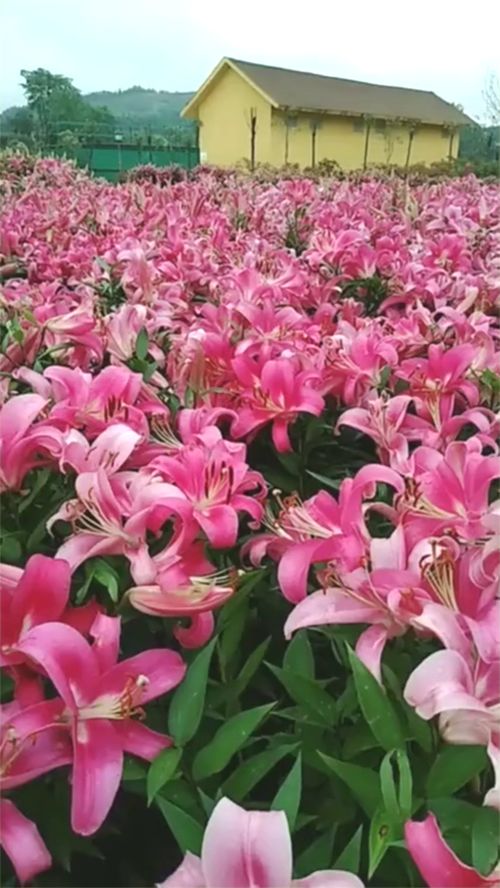 荷蘭花卉樂園,太美了