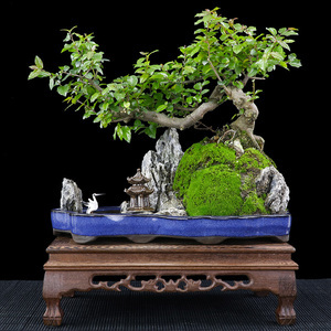 雀梅盆景樹樁大