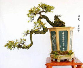 金彈子盆景