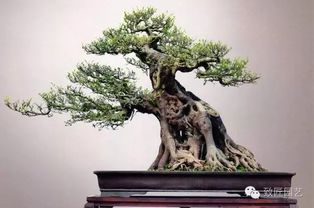 盆景藝術(shù)創(chuàng)作的觀點(diǎn)和理解