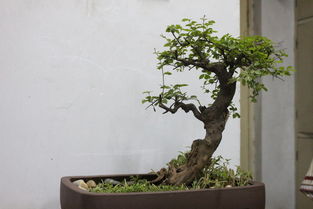 家里養(yǎng)的盆景,歡迎拍磚