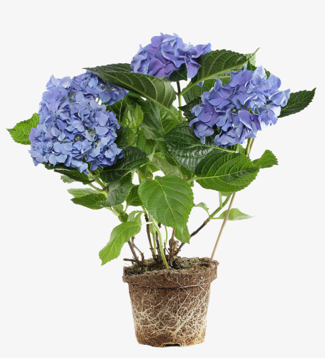 盆栽紫色鮮花圖片免摳png素材免費下載,圖片編號2040082_搜圖123,soutu123.com