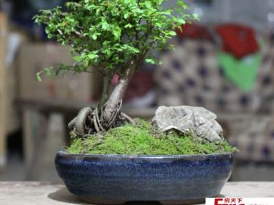 家居盆景發(fā)財樹圖片