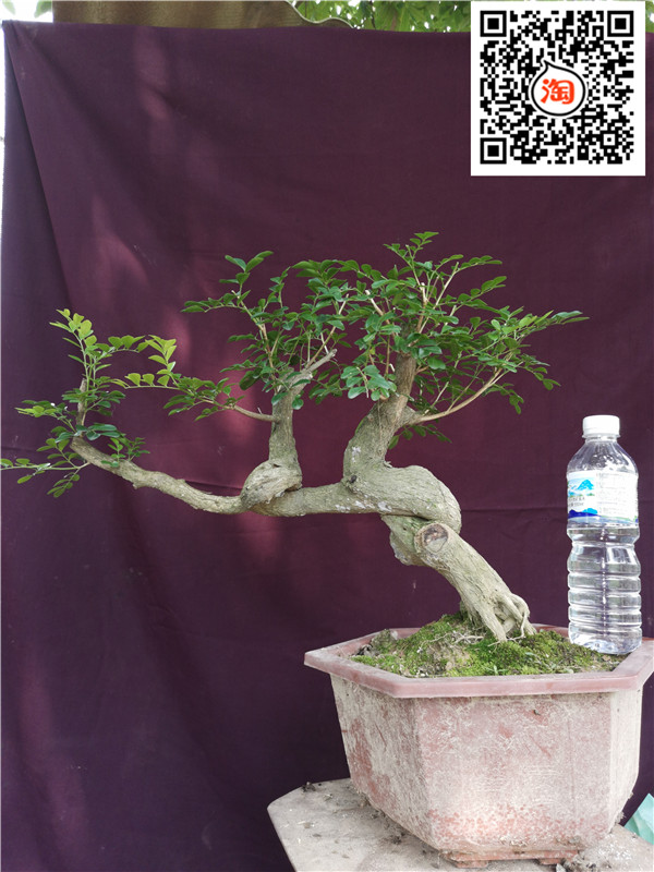 九里香樹樁盆景老樁盆栽造型臨水式盆景植物室內四季常青小盆景