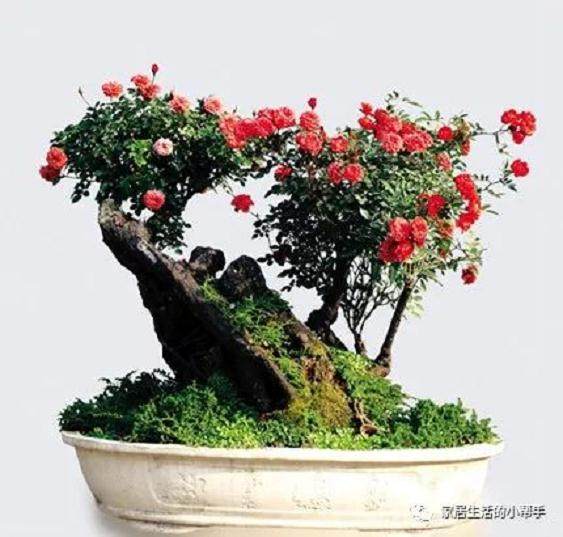 養活老樁是制作月季盆景造型的一種