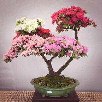 怎樣讓杜鵑盆景開花繁多?科學(xué)澆水