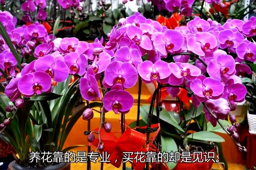 揭秘花卉市場 潛規則 已經坑了很多養花人,千萬別再上當了