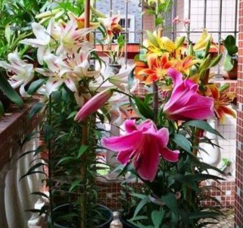 家養這些花卉,陽臺開出花海,花色繁多易爆盆,嬌艷欲滴