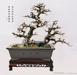 高檔雀梅盆景