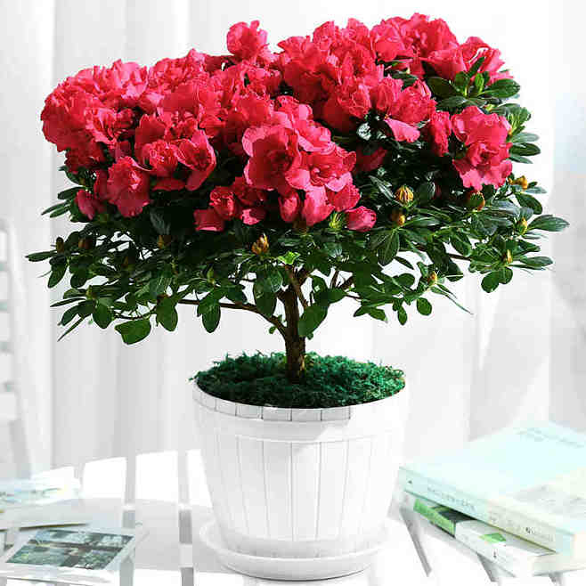杜鵑花盆栽植物室內帶花四季好養常年開花的.