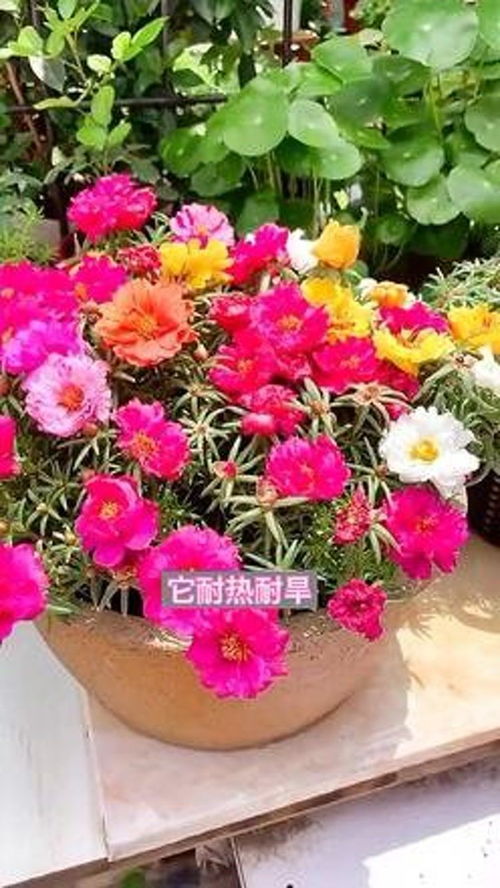 創作靈感 花卉綠植 養花