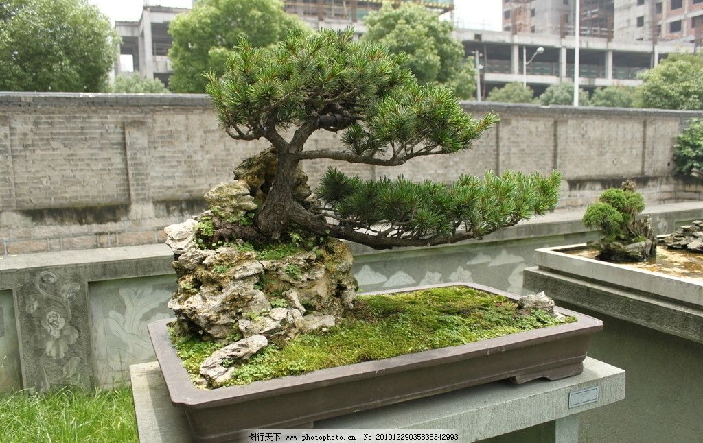山石樹樁盆景 大阪松圖片