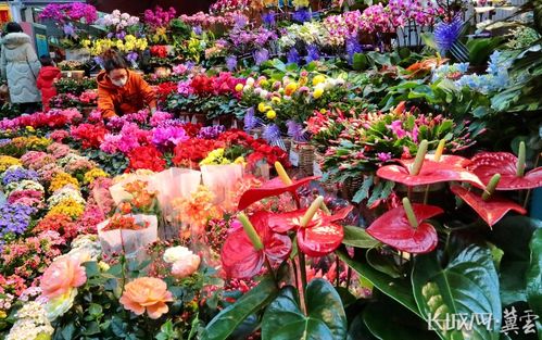秦皇島 節前逛花市 紅火迎新年