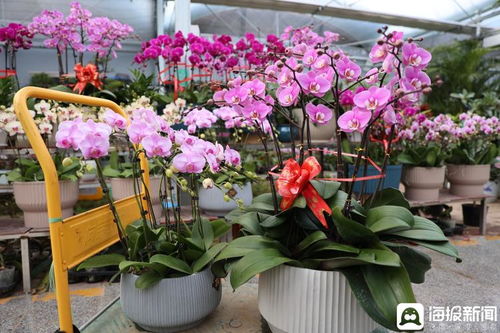 以 花 祈 愿 日照花卉市場 年味兒 正濃