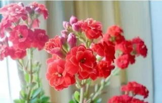 3種 寓意好的花,好看又 喜慶 ,養(yǎng)人又 旺財(cái) ,值 金錢樹 鴻運(yùn)當(dāng)頭 旺 ...