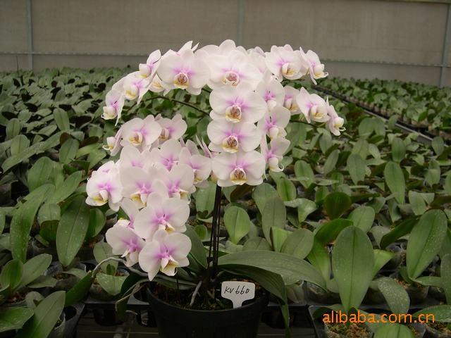 【廠家直供】大白花 蝴蝶蘭 年銷花卉 室內(nèi)觀花植物