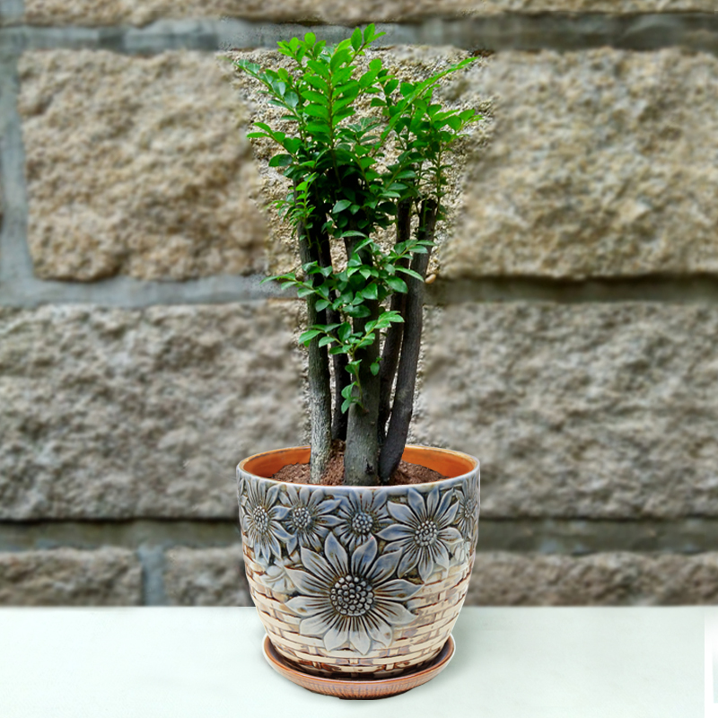 小葉紫檀盆栽盆景綠植樹樁 室內(nèi)桌面盆景盆栽含盆花卉盆栽