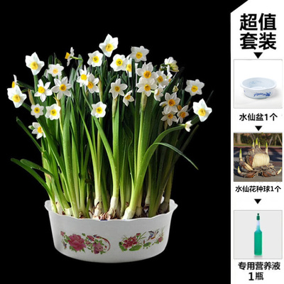 水仙花種球水培植物室內花卉盆栽洋水仙冬季耐寒植物年宵花卉花花女神園藝 .