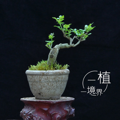 千木白蠟盆景盆栽對節微型小盆景 好評好店