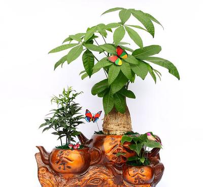 【全國批發 觀 葉綠植小森林 精品 竹柏創意組合盆栽 吸甲醛】價格_廠家_圖片