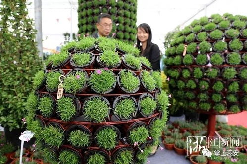 數月籌備只為綻放一時,長興花木大會今日開幕,苗木成為農民 綠色銀行