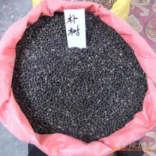 【廠家直銷各種林木種子紅豆杉國槐紅楓種子重陽木等等保質保量】沭陽縣新河鎮子杰花卉園藝場 - 產品庫