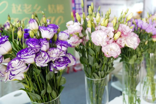 斗南花卉展持續催熱浪漫 花經濟 央廣網
