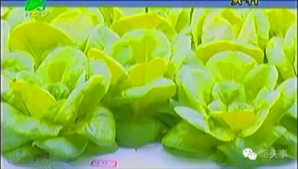 三安集團LED植物照明工廠擬投入70億元 項目達產后可年產值80多億元_中國半導體照明網資訊