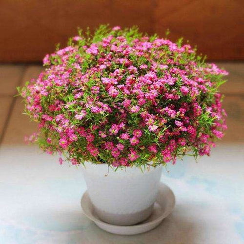 家里花卉出現(xiàn)8種 癥狀 ,不要耽誤,就算是嚴冬,也要及時換盆
