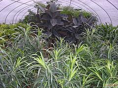 廣西花卉種植大棚廠家 廣西花卉大棚建造找睿農溫室大棚設備圖片|廣西花卉種植大棚廠家 廣西花卉大棚建造找睿農溫室大棚設備產品圖片由南寧市睿農溫室大棚設備公司生產提供-