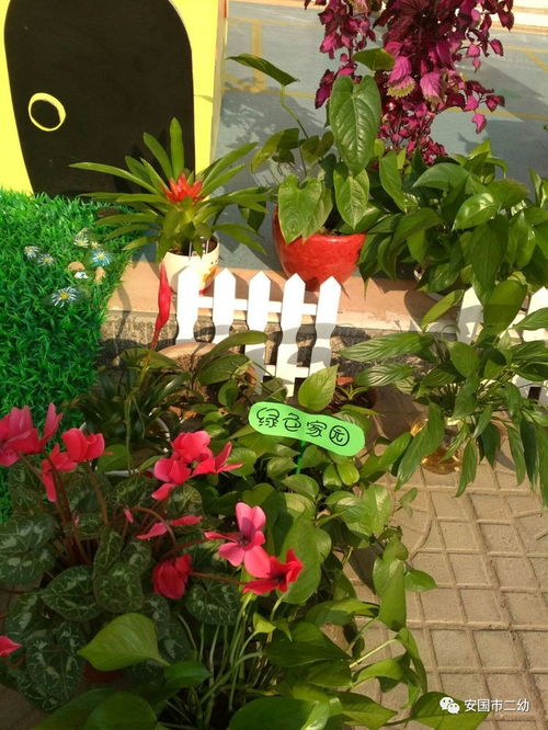 花卉 暖陽 笑臉