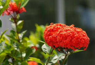 生態花卉