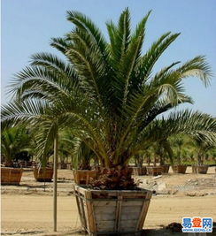 【天津河東區植物租賃比較實惠】-河東 河東周邊易登網