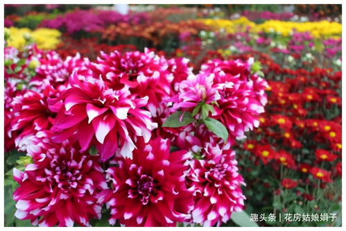 適合九月里養的花卉,選擇這4種,到了秋冬季節也能看到漂亮的花