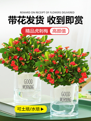 海棠綠植最佳優惠:24款優惠海棠綠植產品推薦