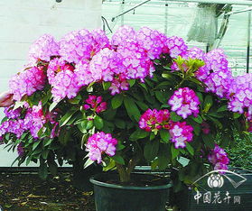 杜鵑 總量大幅縮減價格持續(xù)低迷