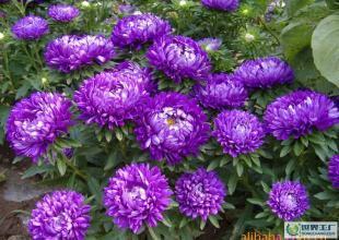 供翠菊、皇帝菊 千日紅 萬壽菊 花卉種子_農(nóng)副產(chǎn)品_世界工廠網(wǎng)中國產(chǎn)品信息庫