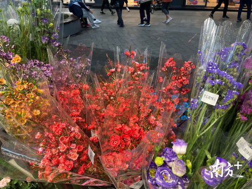 在北京路,把花城春天 帶回家