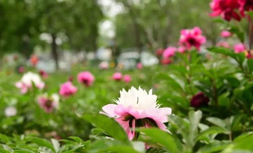 路 人皆知 壇 花常見 泰達這些精品道路 花壇等你來打卡