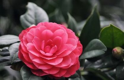 喜歡養護花卉,就養盆花中精品 龍吐珠 ,花開紅眼,花姿優美 花選