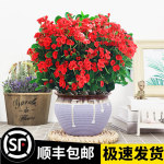 庭院日本海棠花苗大紅花盆栽花卉 - 海棠海棠花,現售產品