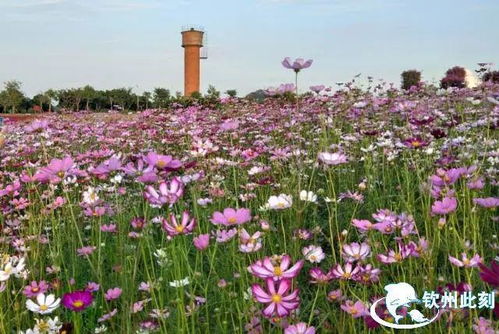 北部灣花卉公園