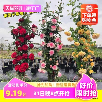 當前網購流行產品