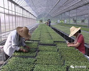 三農 桐鄉(xiāng)首個工廠化花卉育苗中心啟用