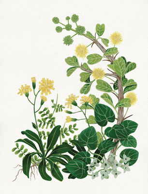 【插畫欣賞】花卉插畫寫生