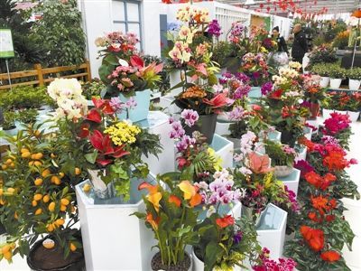 花卉企業(yè)疫情下的應變之道