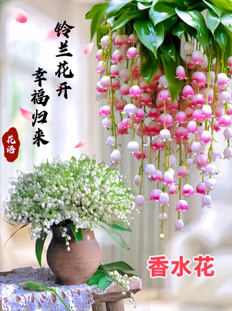 四季開花濃香花卉,讓你的陽臺更加絢麗多彩!這 - 抖音