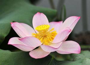 生態攝影 花卉