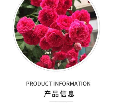 泰州甜蜜紅木香花苗爬藤植物花卉盆栽四季特大花濃香攀爬白黃木香花苗